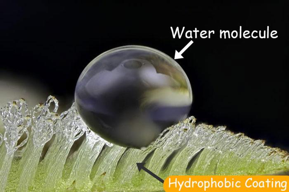 Water molecule repelled my Hydrophobic Molecule
